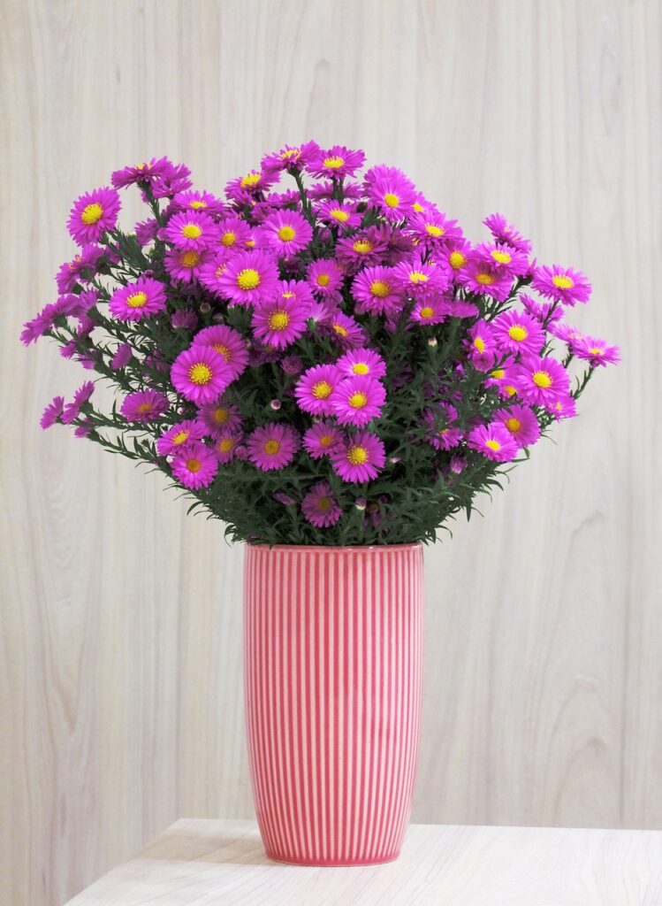 aster, beautiful flowers, flower-6921232.jpg