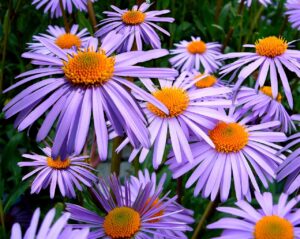 flowers, asters, garden-57764.jpg