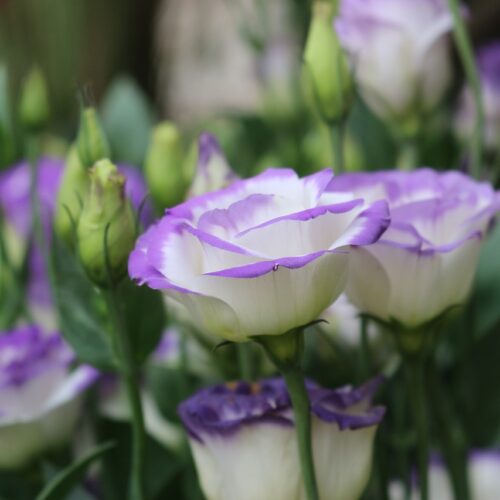 lisianthus, eustoma, flower-4930213.jpg