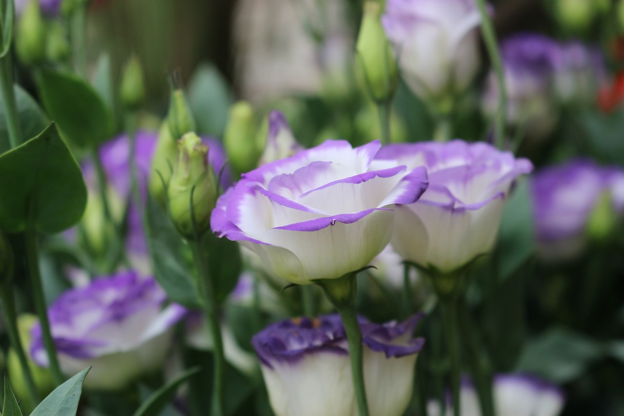 Delicate Lisianthus Flowers: Growing Tips for Stunning Blooms