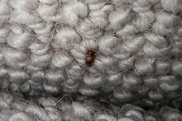 Carpet Beetle pic feature