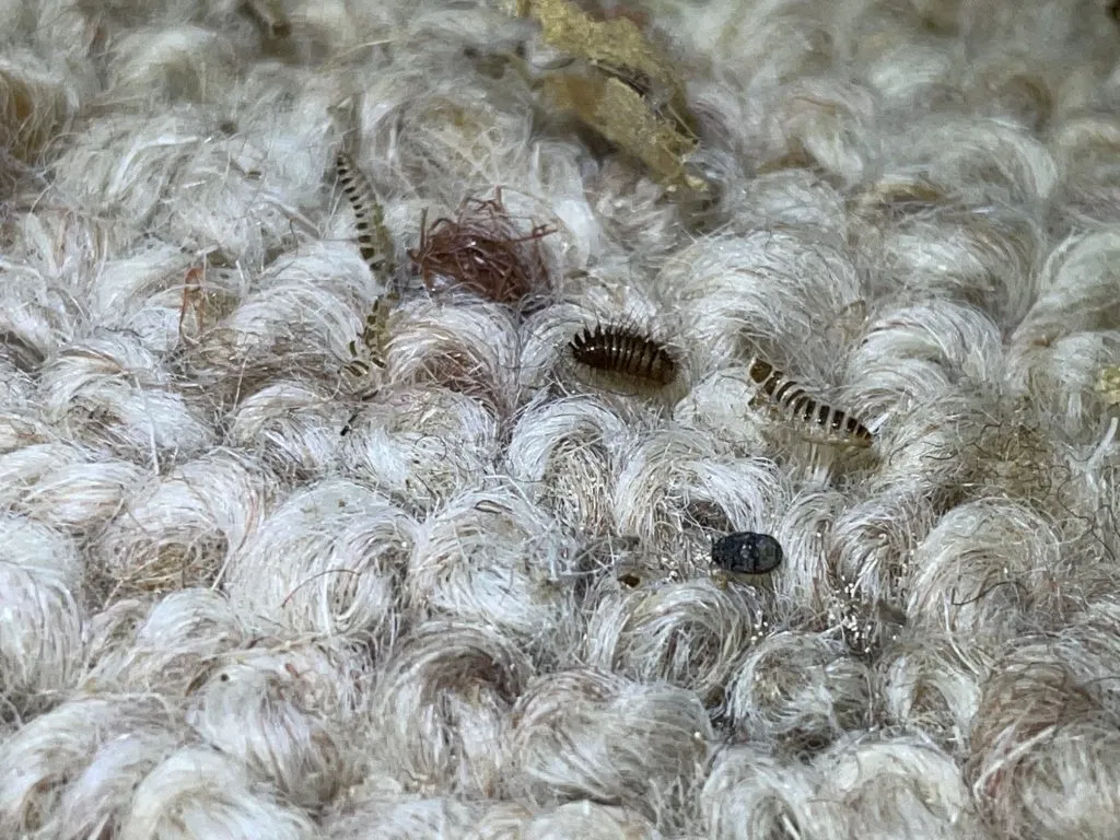 carpet beetle larva