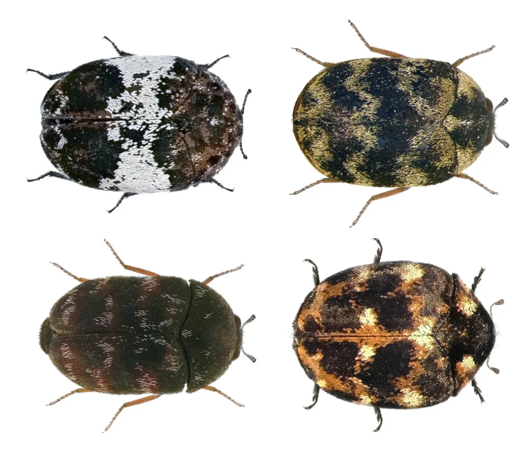 Carpet beetles 