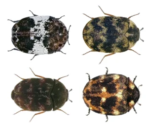 Carpet beetles