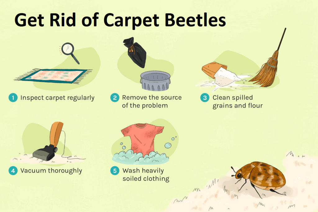 how to get rid of carpet beetles 5220508 color02 daf81b1517054b53a1c667fef0fcfa94